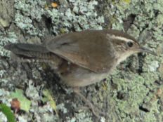 Bewick's Wren (Thryomanes bewickii)