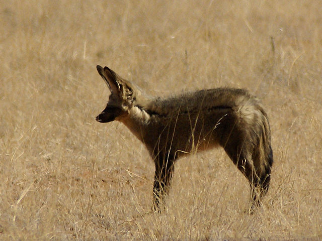 Image:Otocyon megalotis (Namibia).jpg