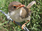 Superb Fairy-wren, Malurus cyaneus