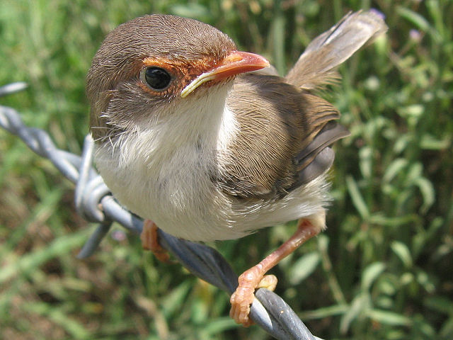 Image:Superb fairy wren2 LiquidGhoul.jpg