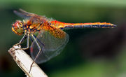 Yellow-winged Darter, Sympetrum flaveolum