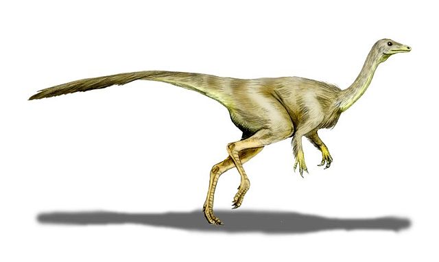 Image:Struthiomimus BW.jpg