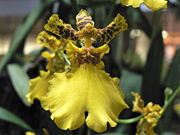 A "Oncidium" cultivar at Singapore Airport