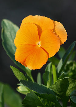 A  viola cultivar, Viola 'Clear Crystals Apricot'