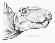 Head of D. limbatus