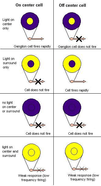 On-centers and off-centers of the retina