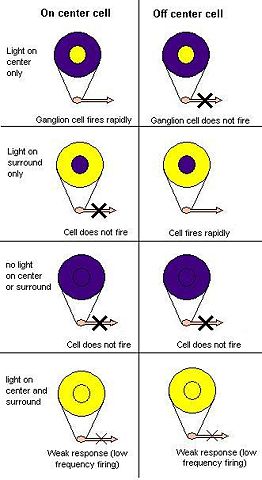 Image:Receptive field.jpg