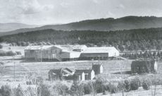 Yarralumla woolshed in 1925