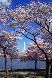 Cherry trees from Japan around the Tidal Basin in Washington, DC.