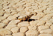 A Chuckwalla on Racetrack Playa