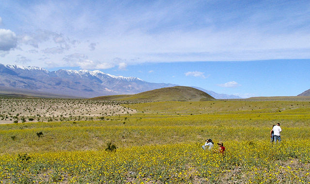 Image:Deathvalleywildflowers.jpg