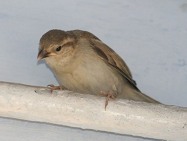 Image:House sparrow (imm.) I IMG 6809.jpg