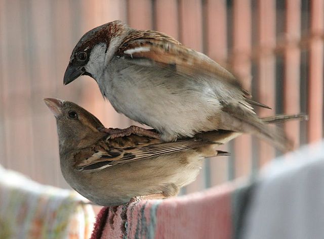 Image:House Sparrows mating I IMG 0066.jpg