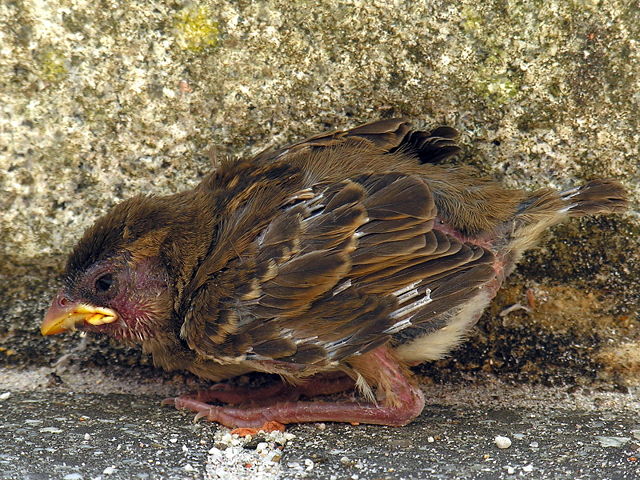 Image:Gorri�n.passer.domesticus.chick.jpg