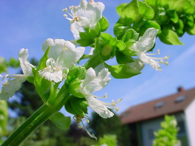 Image:ChristianBauer stalk of basil.jpg