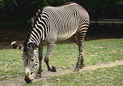 Grevy's zebra (Equus grevyi)