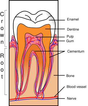 Sections of tooth undergoing development.