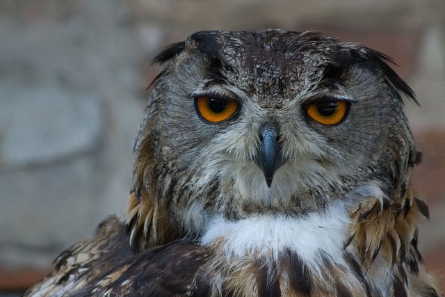 Image:Bubo bubo.jpg