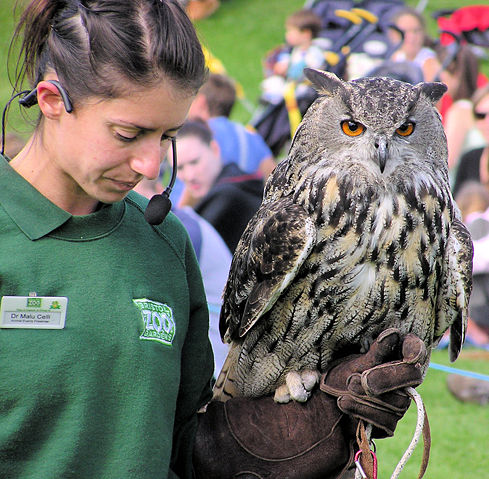 Image:Eurasian eagle owl and handler arp.jpg