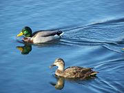 Male (top) and female (bottom)