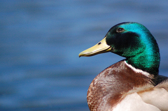 Image:Male Mallard Headshot.jpg