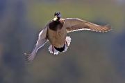 Mallard drake in midflight