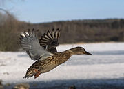 Female Mallard landing