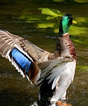 Iridescent blue-black-white speculum feathers of male Mallard