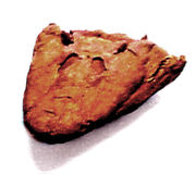 Tiktaalik skull showing spiracle holes above the eyes.