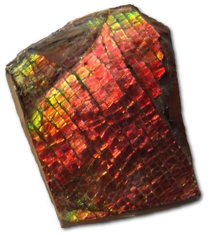 Image:Ammolite.jpg