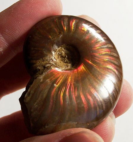 Image:IridescentAmmonite.jpg