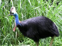 Southern Cassowary