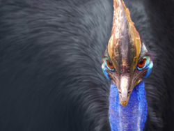 Detail of a Cassowary head.