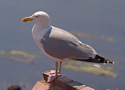 Breeding-plumaged adult of the subspecies L. a. argenteus on Heligoland