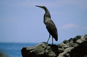 Bare-throated Tiger Heron, Tigrisoma mexicanum