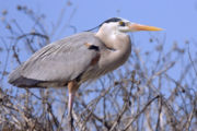 Great Blue Heron, Ardea herodias