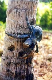 Although it remains unclear whether the coconut crab is endangered, Caroline Island hosts a substantial population of this arthropod.