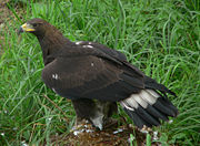 Subadult, note white in tail and dark neck.