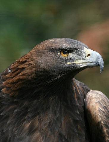 Image:Steinadler Aquila chrysaetos closeup1 Richard Bartz.jpg