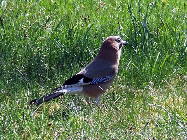 Image:Garrulus glandarius1.jpg