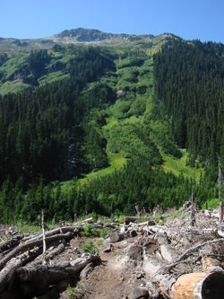 Periodic winter avalanches on this 800 m high slope transport woody debris to the flat in the foreground.