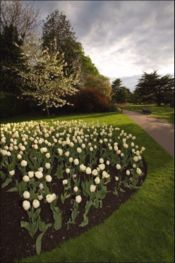 Flowers in the Royal Greenwich Park, London