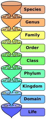 Image:Biological classification L Pengo.svg