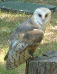 A Barn Owl, Tyto alba