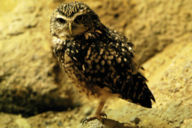 A Burrowing Owl, Athene cunicularia.