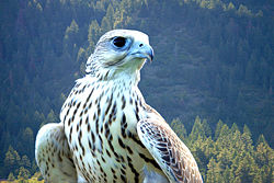 Yeti, a hybrid white gyrfalcon � saker falcon