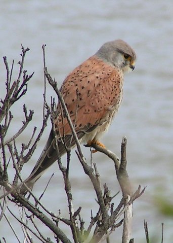 Image:Common Kestrel 1.jpg