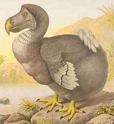 Dodo, based on Roelant Savery's 1626 painting of a stuffed specimen – note that it has two left feet.