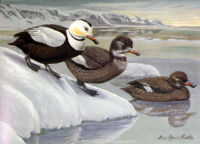 Labrador Duck