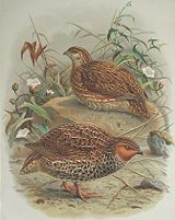 New Zealand Quail